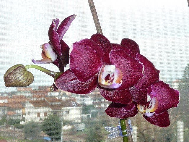 rožice